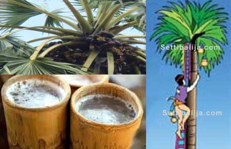 toddy taper, climbing palm tree
